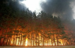 5 сильнейших лесных пожаров в новейшей истории