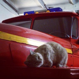 Кошка - живая традиция пожарной охраны